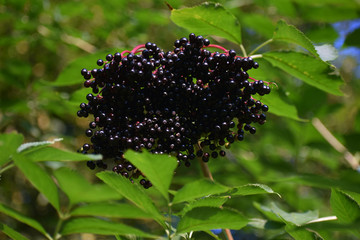 Sambucus