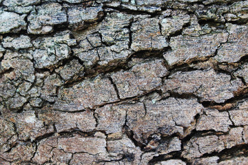 dry tree brown bark texture background