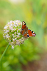 Butterfly Drinks Nectar from the Onion Flower
