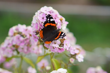 Butterfly drinks nectar from a flower