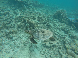 Green turtle, Ari Atoll, Maldives