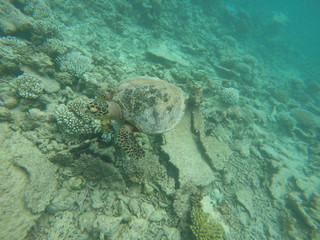 Fototapeta na wymiar Green turtle, Ari Atoll, Maldives