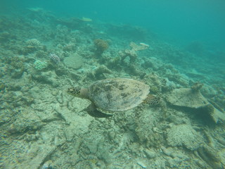 Naklejka na ściany i meble Green turtle, Ari Atoll, Maldives