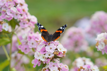 Butterfly drinks nectar from a flower