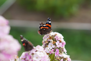 Butterfly drinks nectar from a flower