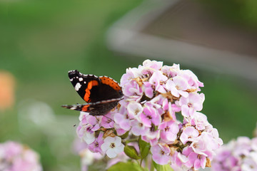 Butterfly drinks nectar from a flower