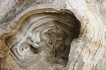Wood texture on the old tree stump roots. Wavy lines. image of Bark Texture of Wood background closeup