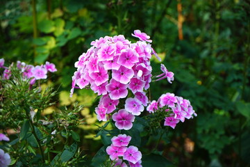 Bunch of pink flowers with white edges