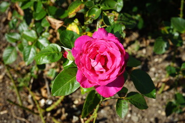 Pink rose in the summer sunshine