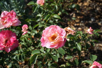 Light pink rose on a bush of roses 