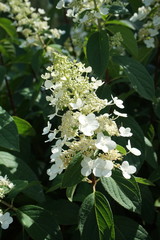 White plant with small blossoms