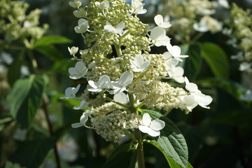 Pyramid-shaped plant with white blossoms