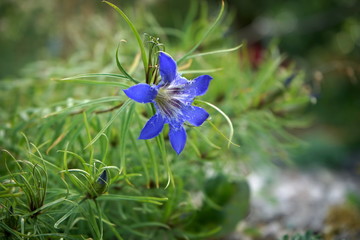 Bright blue star-shaped flower