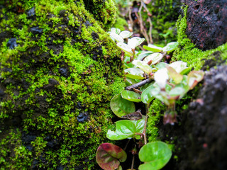 rain forest.