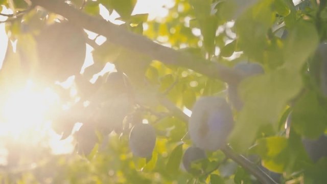 Ripe plums on a tree in a fruit garden. Plum tree in the sunlight. Harvesting