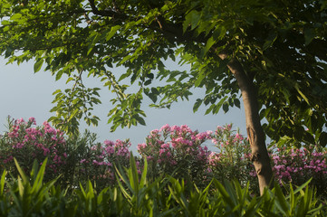 Beautiful view of the vegetation of country house garden fence in clear summer sunny day