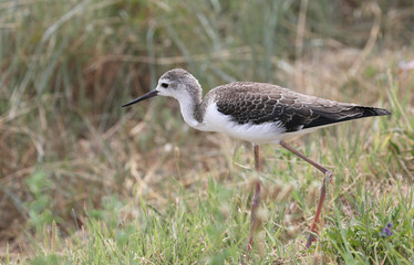 bird called black-winged stilt hunting in the summer