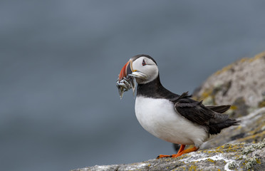 Atlantic Puffin (Fratercula arctica) at isle of May,Scotland