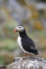 Atlantic Puffins (Fratercula arctica), standing on the cliff at Isle of May