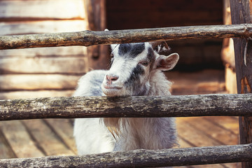 Portrait of domestic goat on farm, wooden background