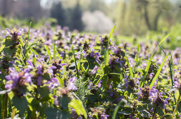 Obraz premium Smelling flower