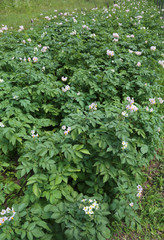 plants in the field where mountain potatoes are grown without th