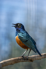 Close up of Superb Starling (Lamprotornis superbus)