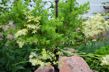 plant, green, nature, garden, leaf, tree, spring, flower, leaves, bush, fresh, foliage, natural, bloom, branch, wall, summer, flora, white, bloom, blossoming, larch