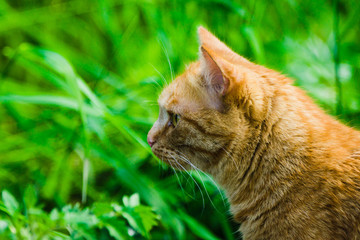 Naklejka na ściany i meble Beautiful orage cat in the field. Selective focus.