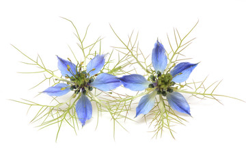 Heilpflanze Schwarzkümmel, Damaszener Schwarzkümmel, Damaszener Kümmel oder Garten-Schwarzkümmel, Jungfer im Grünen, Nigella damascena, sativa