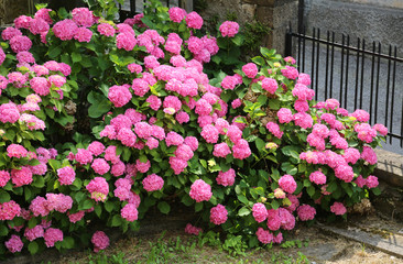 pink flowers of hydrangea blossomed in the spring