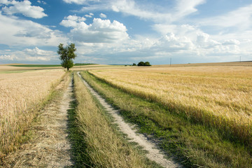 Road through fields, lonely tree and white clouds in the blue sky