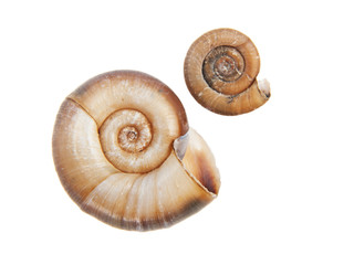 Two shells on white background