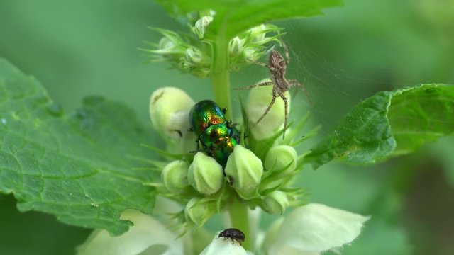 Close-up beetle Chrysolina herbacea and gray spider Pardosa paludicola sitting in summer on green nettle Lamium album in the foothills of the Caucasus