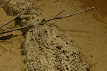 nice small agamas