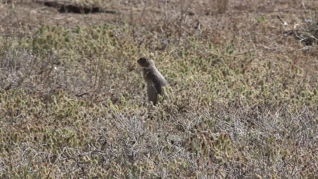 The Wyoming ground squirrel (Spermophilus elegans), is native to extreme northeastern Utah