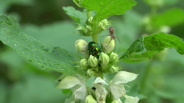 Close-up of green beetle Chrysolina herbacea and gray spider Pardosa paludicola sitting in summer on green nettle Lamium album in the foothills of the Caucasus