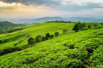 Scenic view of tea plantation. Beautiful summer rural landscape