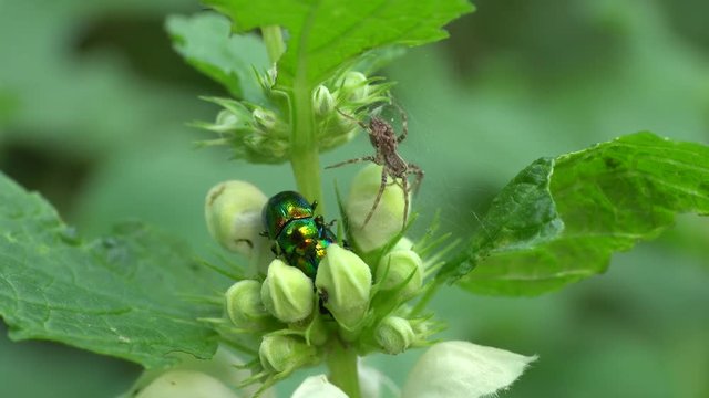 Macro of the summer beetle Chrysolina herbacea and gray spider Pardosa paludicola sitting in summer on green nettle Lamium album in the foothills of the Caucasus