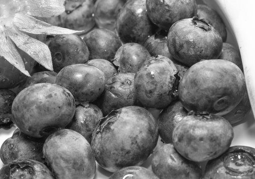 Black and White Blueberries