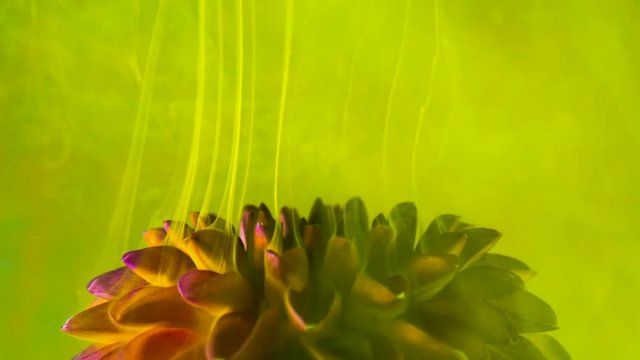 Close-up of amazing spreading of paint on a beautiful flower
