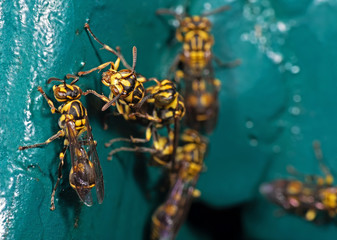 Macro Photo of Wasp on Blue Green Metal Material