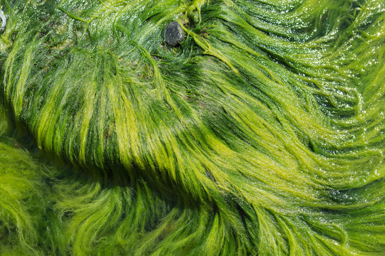 seaweed on stone interlaced in an unusual pattern, the sea or the ocean