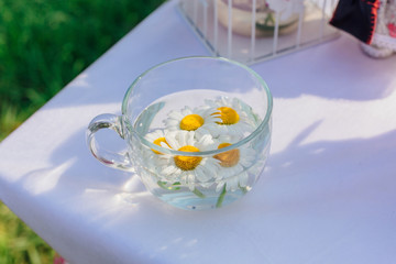 Camomile flowers in the clear tea cup