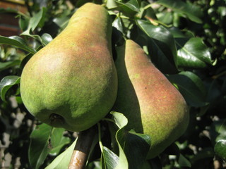On a tree branch, two large pears ripen. Two pears close-up. Fruit hanging on a branch. Fruit ripen on the tree in summer. Hanging among the leaves such a green, juicy and sweet pear slightly reddened
