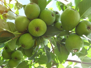Many, many small pears, like a bunch of grapes hanging on a branch. Many, many small pears, like a bunch of grapes hanging on a branch. On a Sunny bright day the fruit ripens on the tree. The fruits a