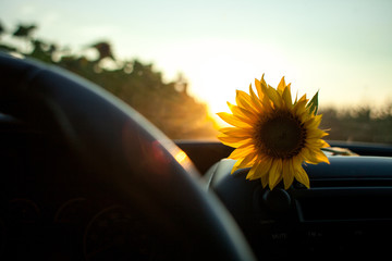 sunflower field at sunset,view in the car