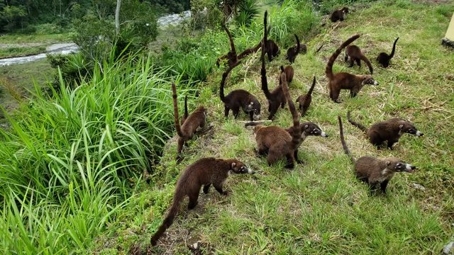 Colony of Cute Coati (Nasua) looking for food in the jungle in Panama