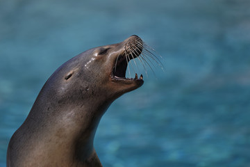 Fototapeta premium Otarie de Californie au zoo de la Flêche