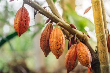 Cacao Tree. Organic cocoa fruit pods in nature. Theobroma cacao.